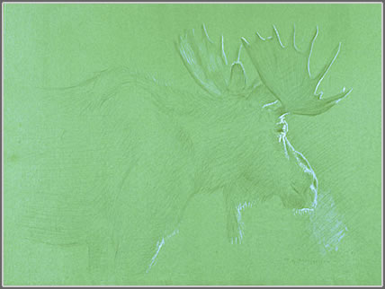 Right Side Study of a Snorting Bull Moose