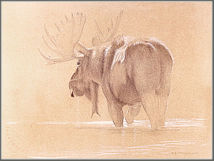 Study of a Bull Moose Crossing the Snake River