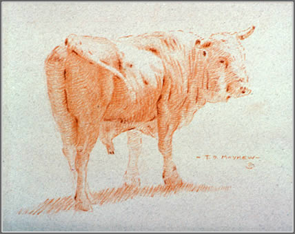 Bull Turning Right