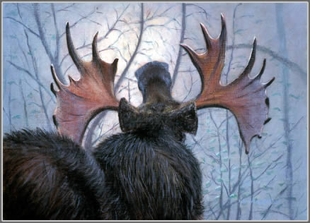 Bull of the Woods