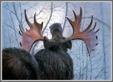 Bull of the Woods