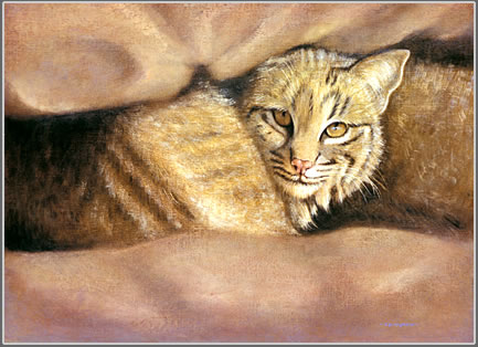 Cat Nap