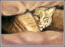 Cat Nap