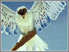 Ferruginous Hawk Study