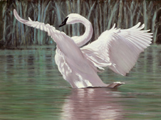Flight to the Imagination