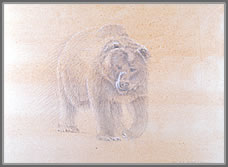 Frontal Study of a Walking Brown Bear