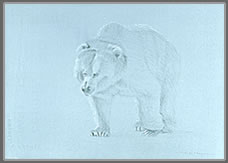 Frontal Study of a Striding Brown Bear