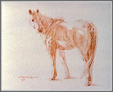 Left Side Study of a Horse Looking Back