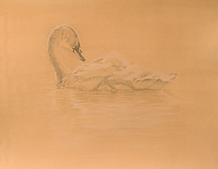 Left Side Study of a Swimming Trumpeter Cygnet