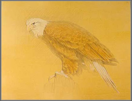 Left Side Study of a Bald Eagle