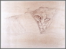 Study of Lynx rufus in a Rock Ledge