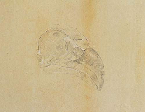 Right Frontal Study of an Osprey Skull