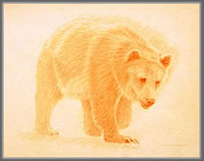 Right Side Frontal Study of a Grizzly Bear