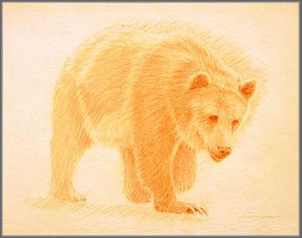 Right Side Frontal Study of a Grizzly Bear