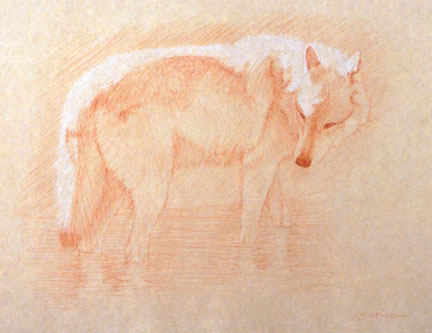 Right Side Study of a Gray Wolf Wading in Water