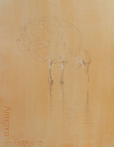 Right Frontal Study of a Juvenile Sandhill Crane Looking into the Water