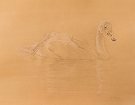 Right Side Study of a Swimming Trumpeter Cygnet with Leg Raised
