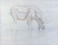 Right Side Study of a Bull Moose Drinking from a Stream