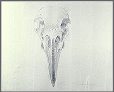 Study of a Raven's Skull, Top View