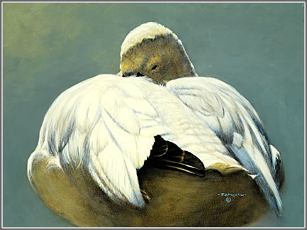 Study of a Sleeping Ross's Goose