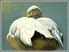 Study of a Sleeping Ross's Goose