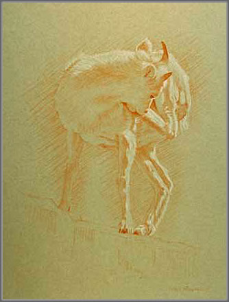 Study of a Juvenile Dall Sheep Scratching its Neck
