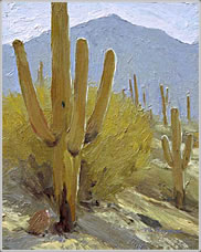 Saguaros of Honeybee Canyon