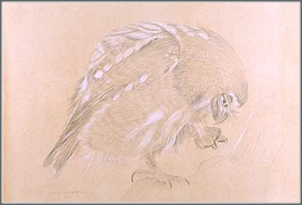 Study of a Ferruginous Owl with a Grasping Claw