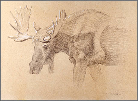 Left Head and Shoulder Study, Bull Moose, Grand Tetons