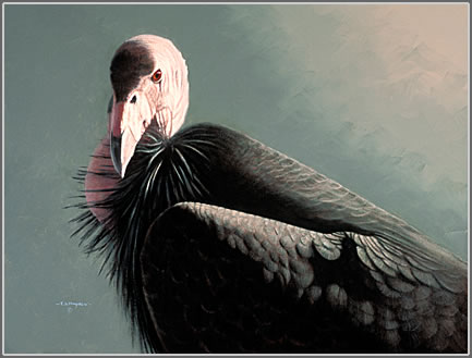 California Condor Study