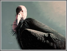 California Condor Study