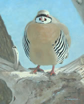 Chukar Center