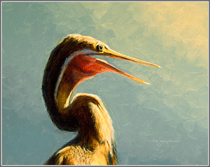 Darter Study, Mouth Open