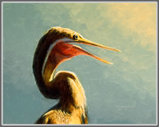 Darter Study, Mouth Open