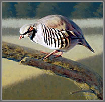 Dove Creek Chukar