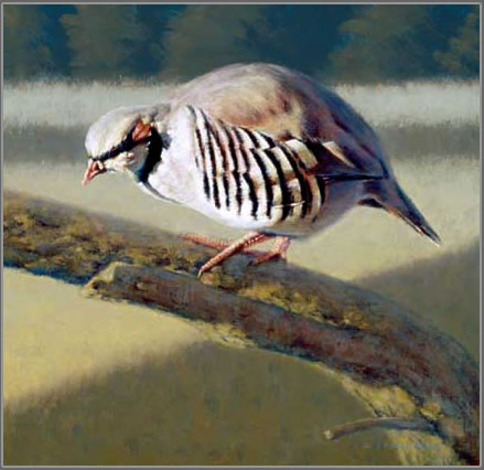 Dove Creek Chukar