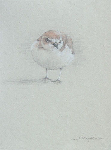 Frontal Study of a Juvenile Snowy Plover Looking to the Left