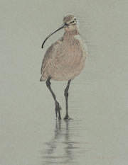 Frontal study of a long-billed curlew