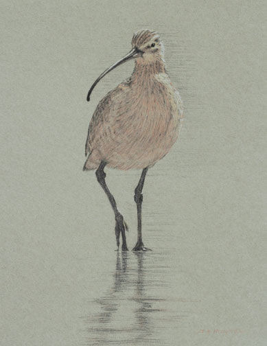 Frontal study of a long-billed curlew