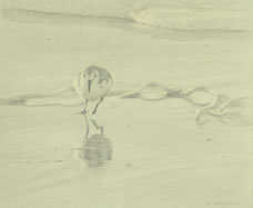 Frontal study of a running sanderling