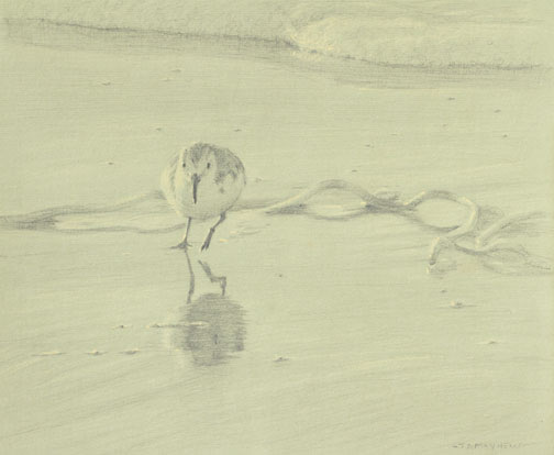 Frontal study of a running sanderling
