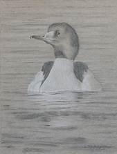 Frontal study of a swimming male common merganser 