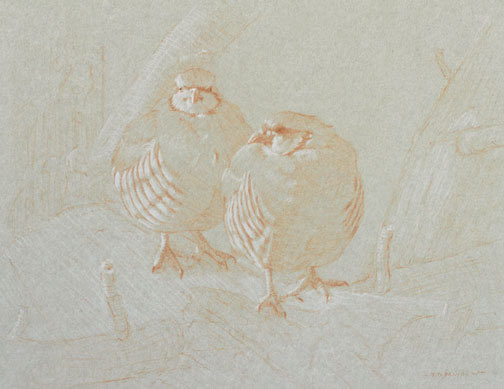 Frontal Study of Two Chukars on a Branch