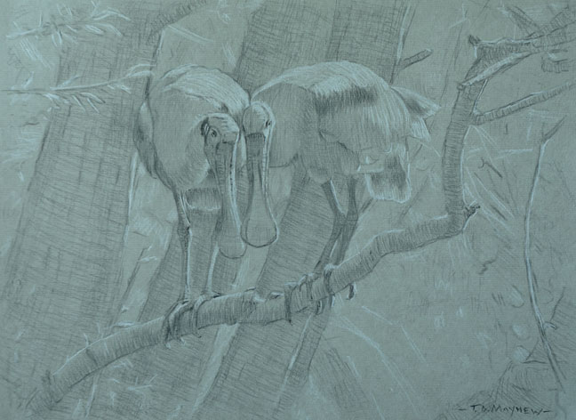 Frontal study of two roseate spoonbills on a branch