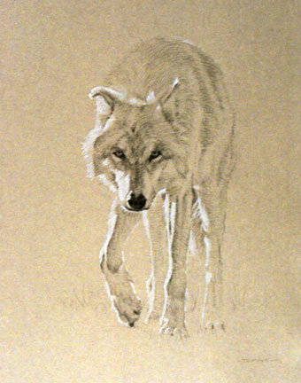Frontal Study of an Approaching Gray Wolf