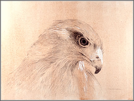 Right Side Head Study, Harris' Hawk Looking Down