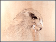 Right Side Head Study, Harris' Hawk Looking Down