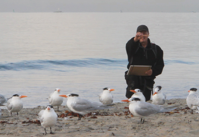 Timothy Mayhew drawing royal terns