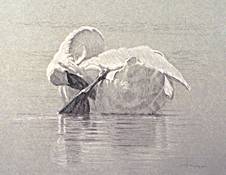 Left Posterior Study of a Preening Trumpeter Swan