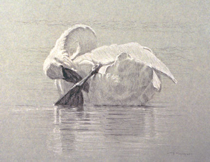 Left Posterior Study of a Preening Trumpeter Swan